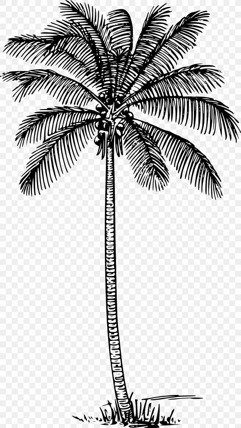 Arecaceae Tree Brahea Armata Clip Art, PNG, 1353x2400px, Arecaceae, Arecales, Black And White, Blue, Borassus Flabellifer Download Free