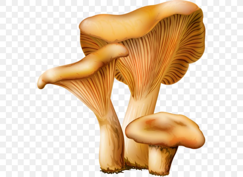 Les Champignons Edible Mushroom Oyster Mushroom Fungus, PNG, 570x600px, Mushroom, Agaricaceae, Common Mushroom, Drawing, Edible Mushroom Download Free