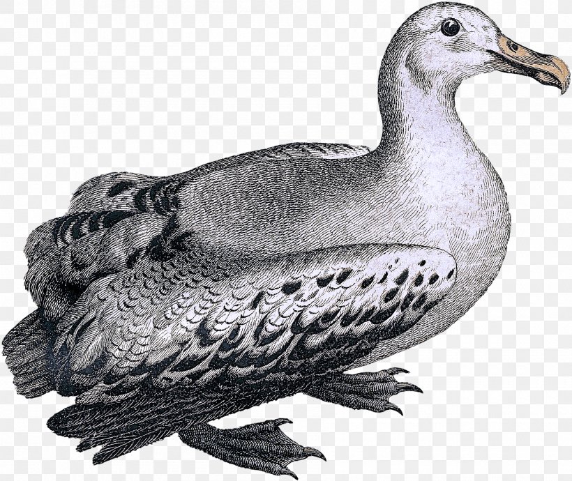 Bird Pigeons And Doves Beak Rock Dove Hunting Decoy, PNG, 1800x1515px, Bird, Beak, Hunting Decoy, Pigeons And Doves, Rock Dove Download Free