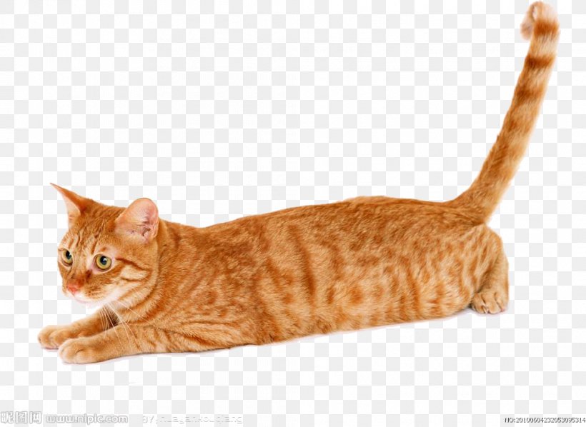 Cat Kitten Animal UXGA Wide XGA, PNG, 1008x736px, Siberian Cat, American Shorthair, American Wirehair, Animal, Bengal Download Free