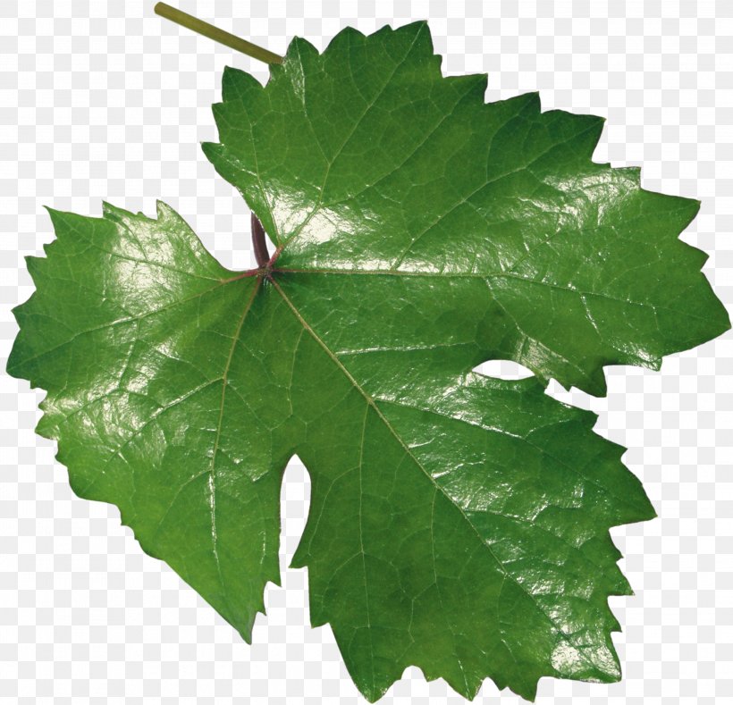 Common Grape Vine Leaf Grape Leaves, PNG, 2898x2789px, Common Grape Vine, Dill, Grape Juice, Grape Leaves, Grapevine Family Download Free