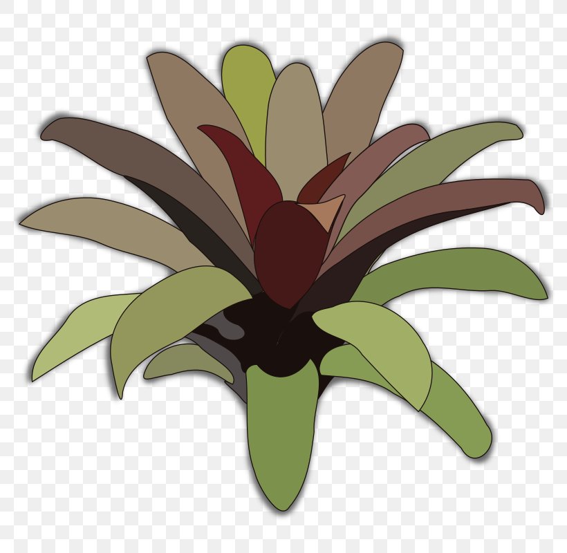 Bromelia Plant Clip Art, PNG, 800x800px, Bromelia, Bromeliads, Description, Drawing, Flora Download Free