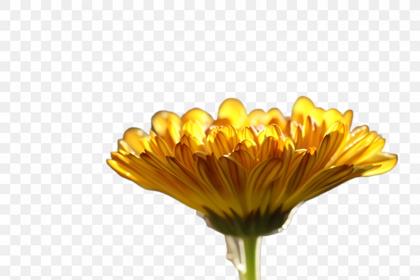 Flowers Background, PNG, 2444x1636px, Marigold, Barberton Daisy, Bloom, Blossom, Calendula Download Free