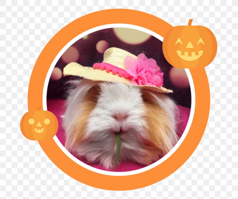 Guinea Pig Pet Whiskers Animal Hare, PNG, 940x788px, Guinea Pig, Animal, Cleaning, Hare, Menu Download Free