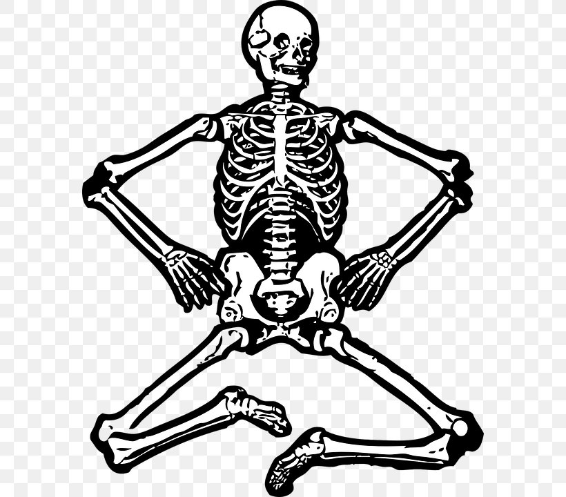Human Skeleton Clip Art, PNG, 582x720px, Human Skeleton, Anatomy, Arm, Black And White, Bone Download Free