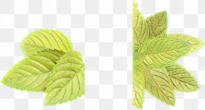 Leaf Plant Flower Tree Herb PNG
