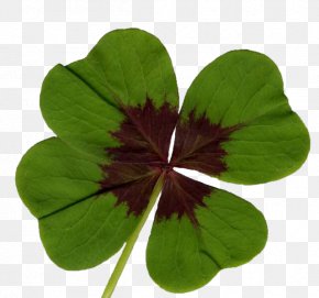 Lucky Clover Heart - Transparency Desktop Wallpaper Image Clip Art PNG
