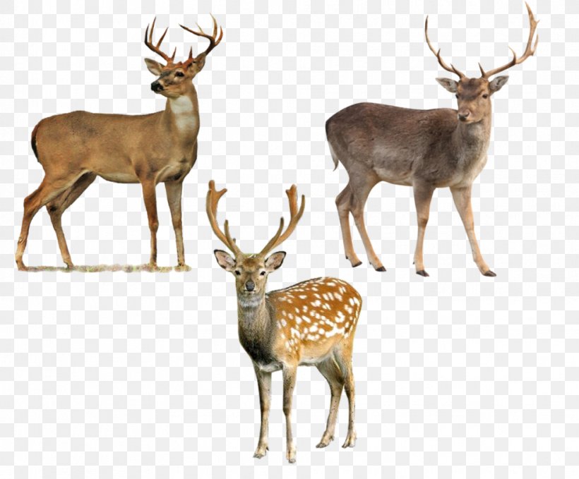 Roe Deer Moose Clip Art, PNG, 982x814px, Deer, Antler, Elk, Fauna, Mammal Download Free