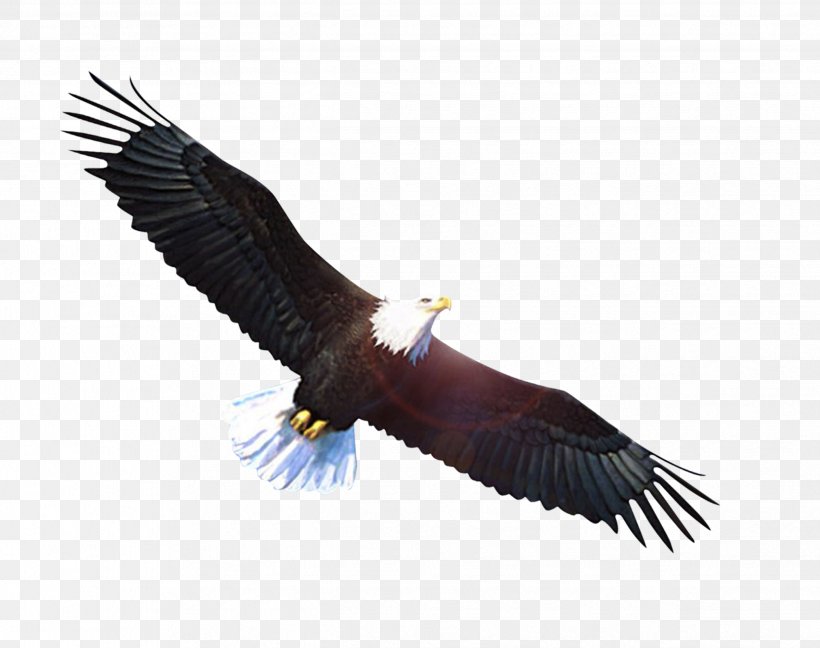 Bald Eagle Vulture, PNG, 2481x1961px, Bald Eagle, Accipitriformes, Beak, Bird, Bird Of Prey Download Free