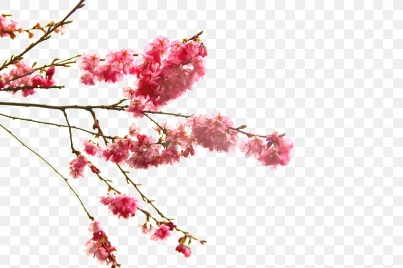 Cherry Blossom Flower Branch, PNG, 1024x683px, Cherry Blossom, Blossom, Branch, Cherry, Drawing Download Free