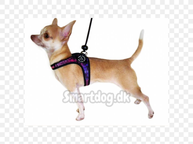 Chihuahua Puppy Yorkshire Terrier Dog Breed Dog Harness, PNG, 610x610px, Chihuahua, Assistance Dog, Carnivoran, Companion Dog, Dog Download Free