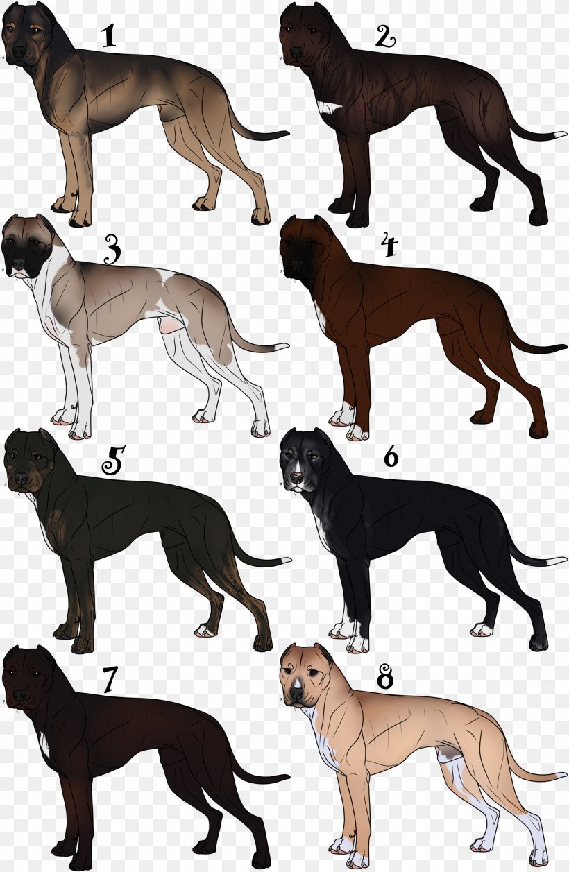 Italian Greyhound Spanish Greyhound Whippet Sloughi, PNG, 2366x3629px, Italian Greyhound, Breed, Carnivoran, Crossbreed, Dog Download Free
