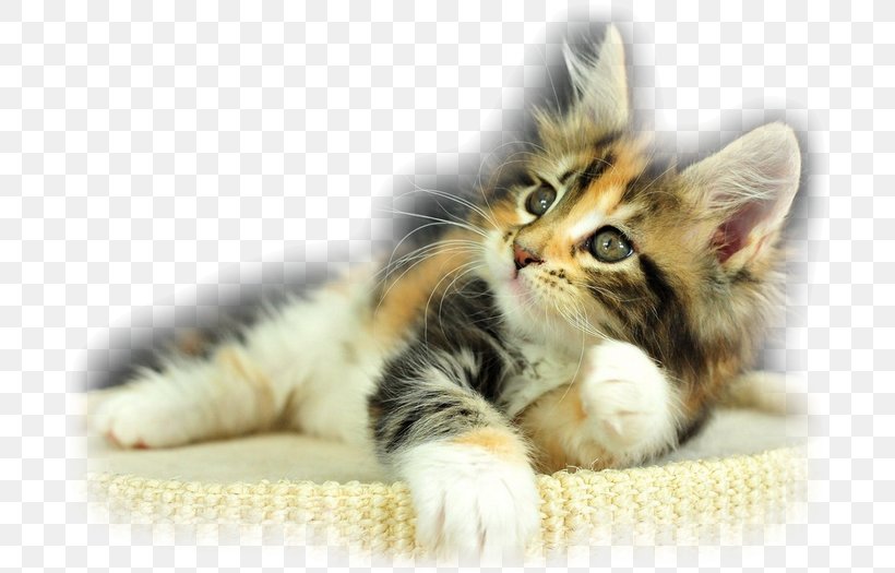 Kitten Maine Coon Dog Calico Cat Black Cat, PNG, 700x525px, Kitten, Animal, Big Cat, Black Cat, Calico Cat Download Free