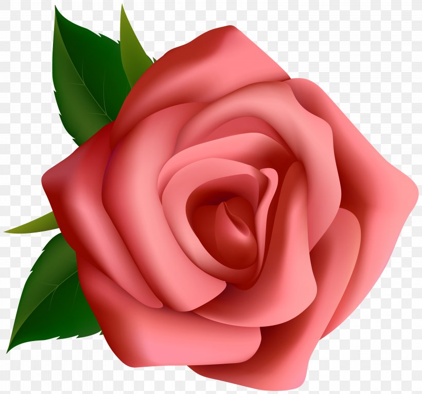 Rose Pink Clip Art, PNG, 6268x5859px, Rose, Blog, Close Up, Cut Flowers, Drawing Download Free