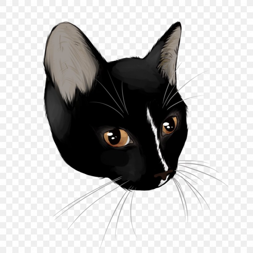 Black Cat Bombay Cat American Wirehair Havana Brown Kitten, PNG, 894x894px, Black Cat, American Wirehair, Black And White, Bombay, Bombay Cat Download Free