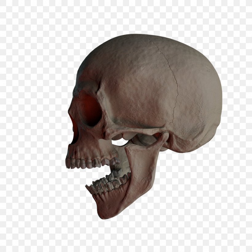 Skull Bone, PNG, 1280x1280px, Skull, Bone, Head, Image Resolution, Jaw Download Free