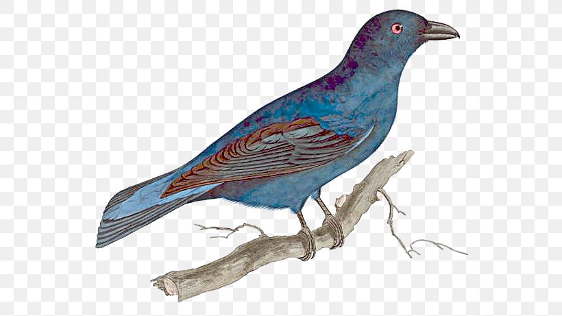 Asian Fairy-bluebird The Mountain Bluebird Blue Jay, PNG, 574x461px, Bird, Beak, Blue Jay, Bluebird, Bluebird Of Happiness Download Free