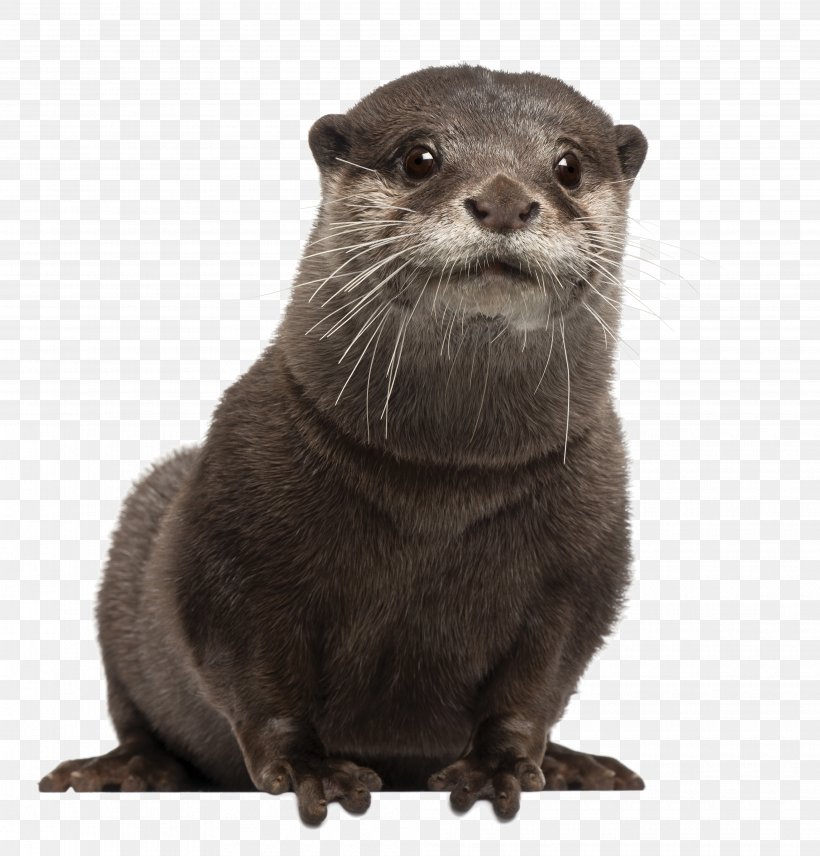 Asian Small-clawed Otter Eurasian Otter Sea Otter Stock Photography, PNG, 3930x4107px, Asian Smallclawed Otter, Carnivoran, Drawing, Eurasian Otter, Fauna Download Free