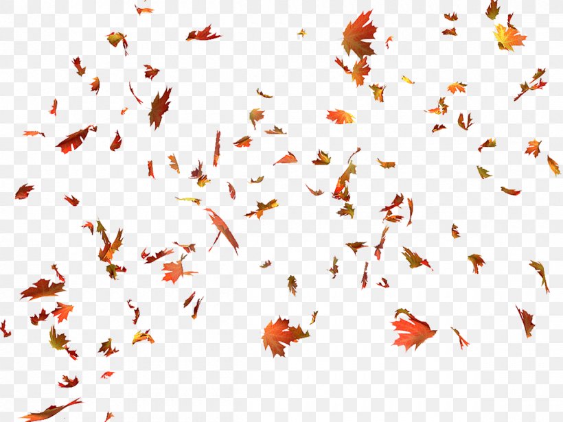 Autumn Leaf Color Autumn Leaf Color Maple Leaf, PNG, 1200x900px, Leaf, Autumn, Autumn Leaf Color, Branch, Color Download Free