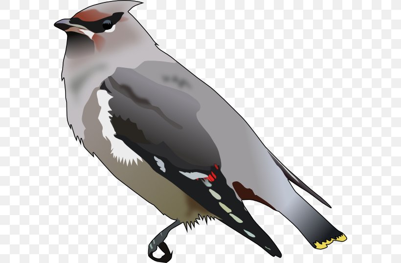 Bohemian Waxwing Bird Cedar Waxwing Passerine Clip Art, PNG, 600x538px, Bohemian Waxwing, Barbellied Pitta, Beak, Bird, Bird Migration Download Free