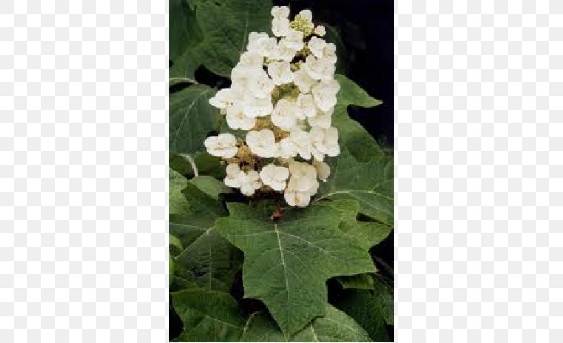 Oakleaf Hydrangea French Hydrangea Flower Shrub, PNG, 500x500px, Oakleaf Hydrangea, Botany, Corymb, Deciduous, Doubleflowered Download Free