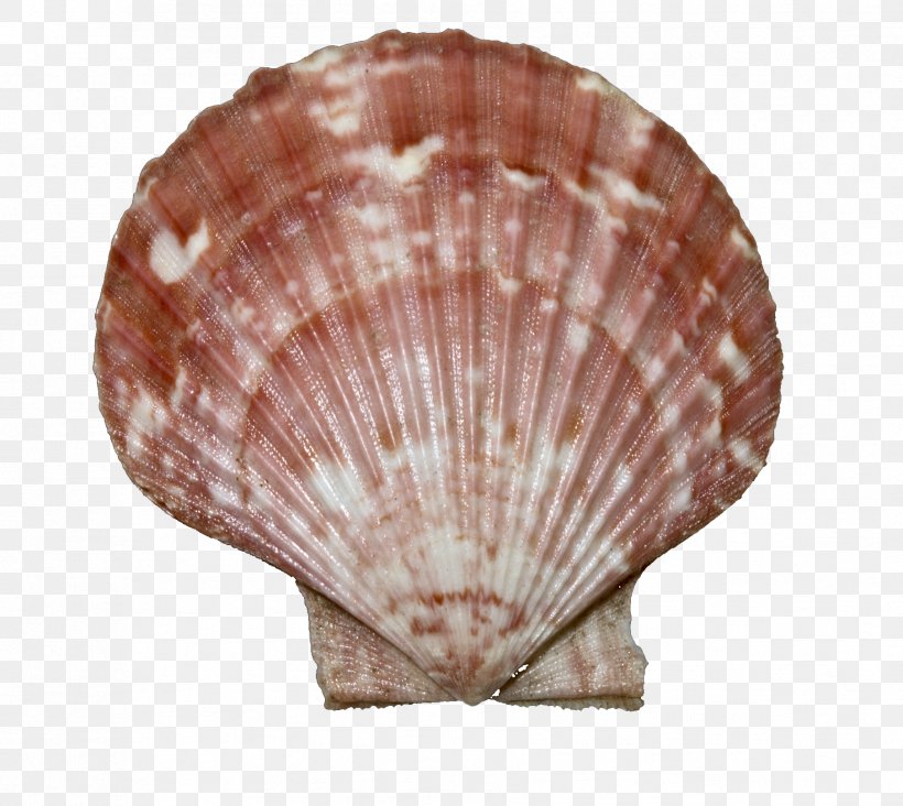 Seashell Queen Scallop Bivalvia Wikipedia Great Scallop, PNG, 1809x1616px, Seashell, Bivalvia, Cebuano Wikipedia, Clam, Clams Oysters Mussels And Scallops Download Free