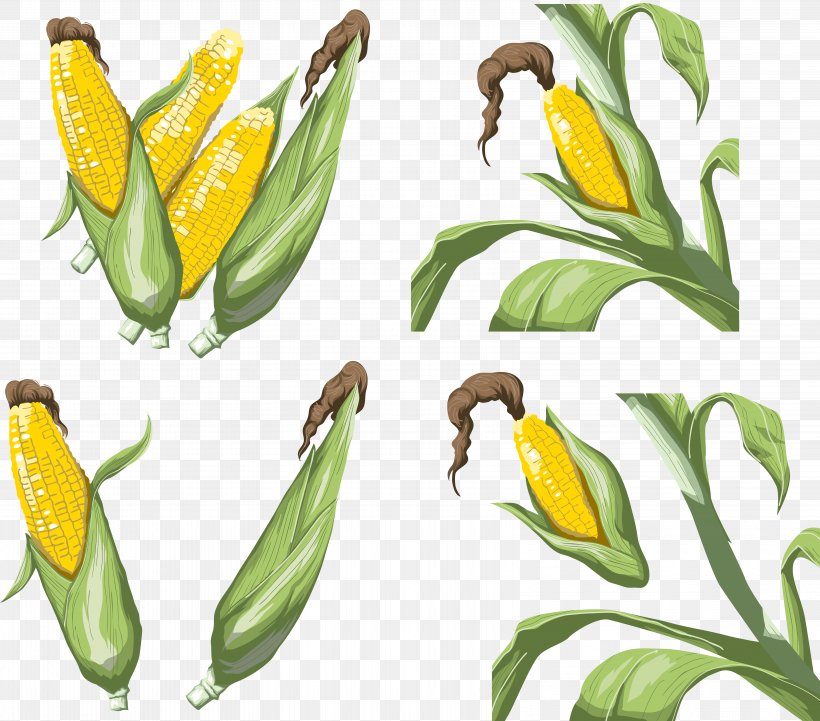 Vegetable Maize Corn On The Cob, PNG, 6449x5678px, Vegetable, Animation, Commodity, Corn Kernel, Corn On The Cob Download Free