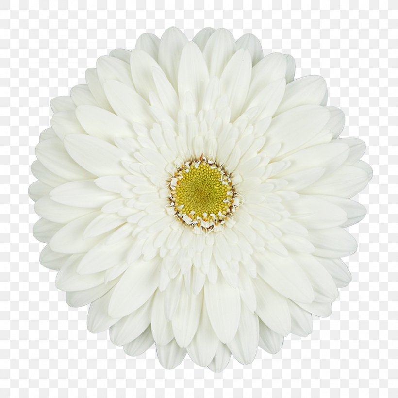 Common Daisy Transvaal Daisy Cut Flowers White, PNG, 1280x1280px, Common Daisy, Carnation, Chrysanthemum, Chrysanths, Cut Flowers Download Free