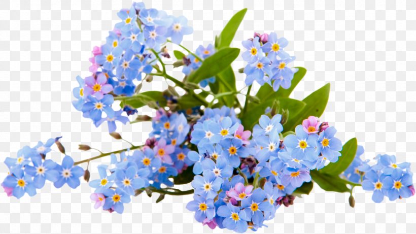 Stock Photography Myosotis Stricta Picture Frames, PNG, 1280x720px, Photography, Art, Blossom, Blue, Borage Family Download Free