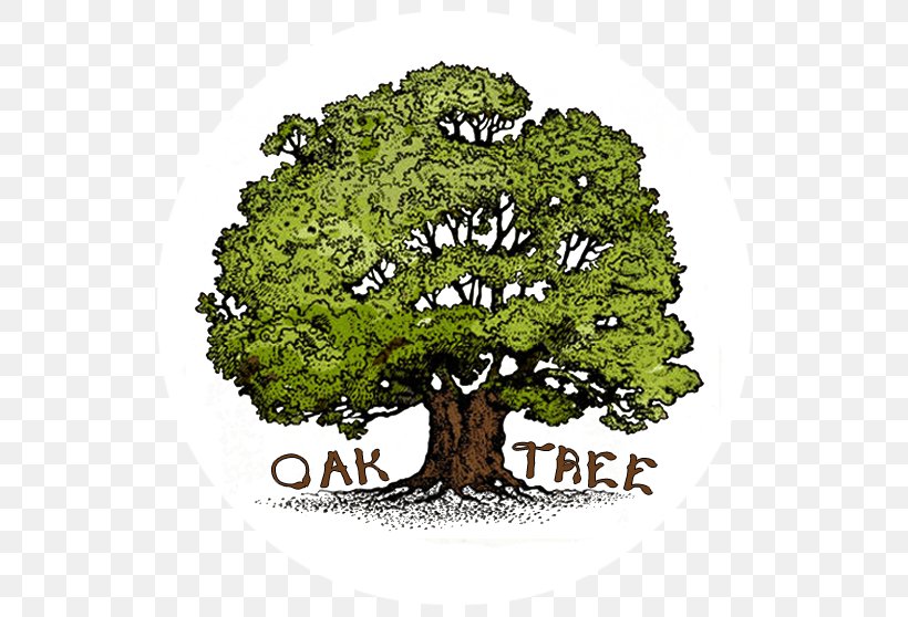Tree Oak Royalty-free, PNG, 558x558px, Tree, Acorn, Business, Cartoon, Drawing Download Free