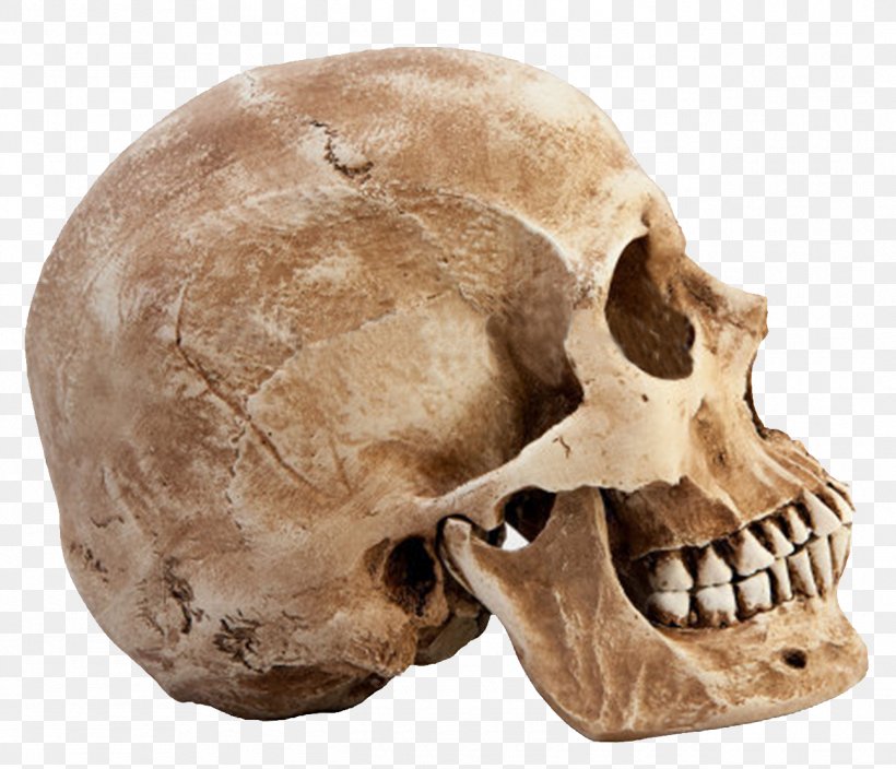 Human Skull Bone Euclidean Vector, PNG, 1295x1113px, Skull, Anatomy, Bone, Homo Sapiens, Human Anatomy Download Free