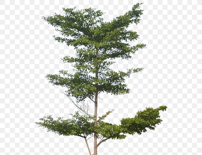 Tree Architectural Rendering Clip Art, PNG, 551x630px, Tree, Architectural Rendering, Architecture, Branch, Conifer Download Free