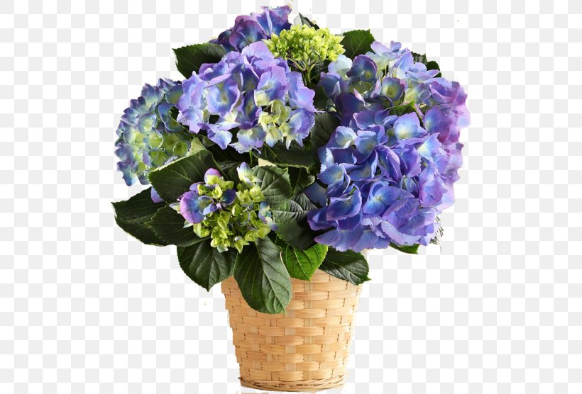 French Hydrangea Carithers Flowers Easter Lily Plant, PNG, 600x556px, French Hydrangea, Annual Plant, Artificial Flower, Blue, Carithers Flowers Download Free