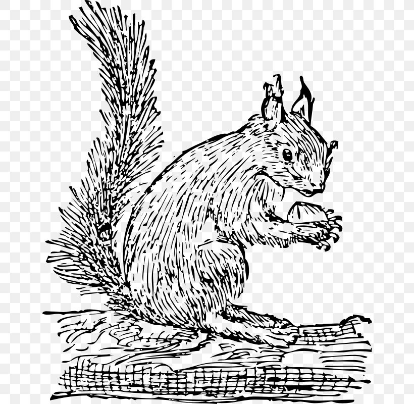 Tree Squirrel Eastern Gray Squirrel Clip Art, PNG, 654x800px, Squirrel, Art, Black And White, Carnivoran, Cat Download Free