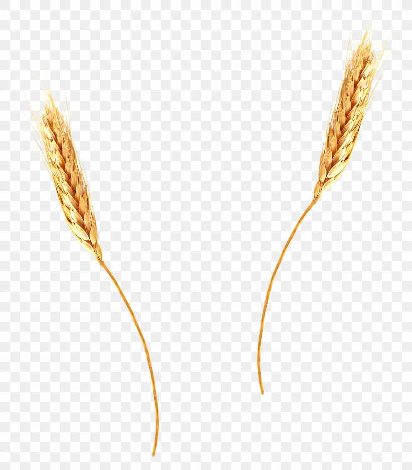 Common Wheat Emmer Cereal Download, PNG, 1122x1280px, Common Wheat, Barley, Cereal, Cereal Germ, Commodity Download Free