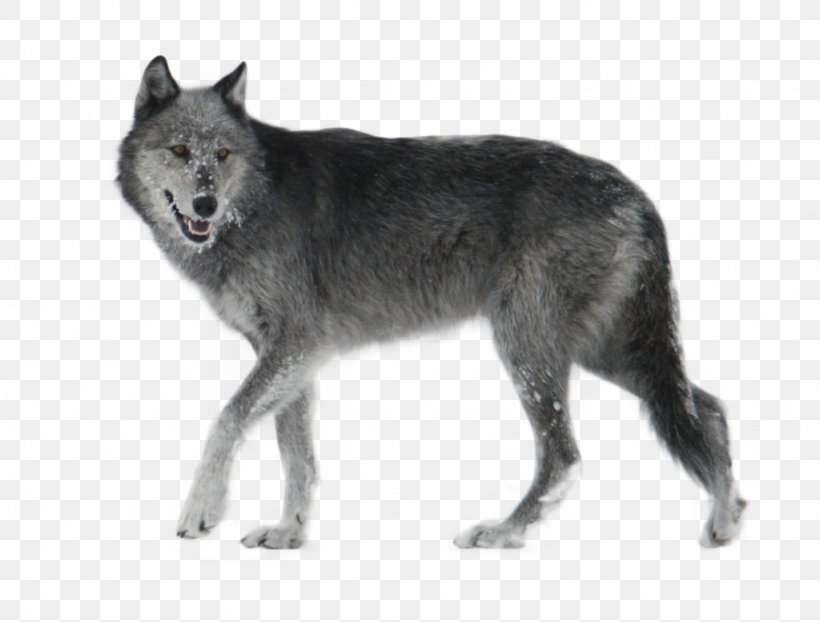 Czechoslovakian Wolfdog Seppala Siberian Sleddog Kunming Wolfdog Saarloos Wolfdog Coyote, PNG, 1024x777px, Dog, Animal, Arctic Wolf, Black And White, Canis Lupus Tundrarum Download Free
