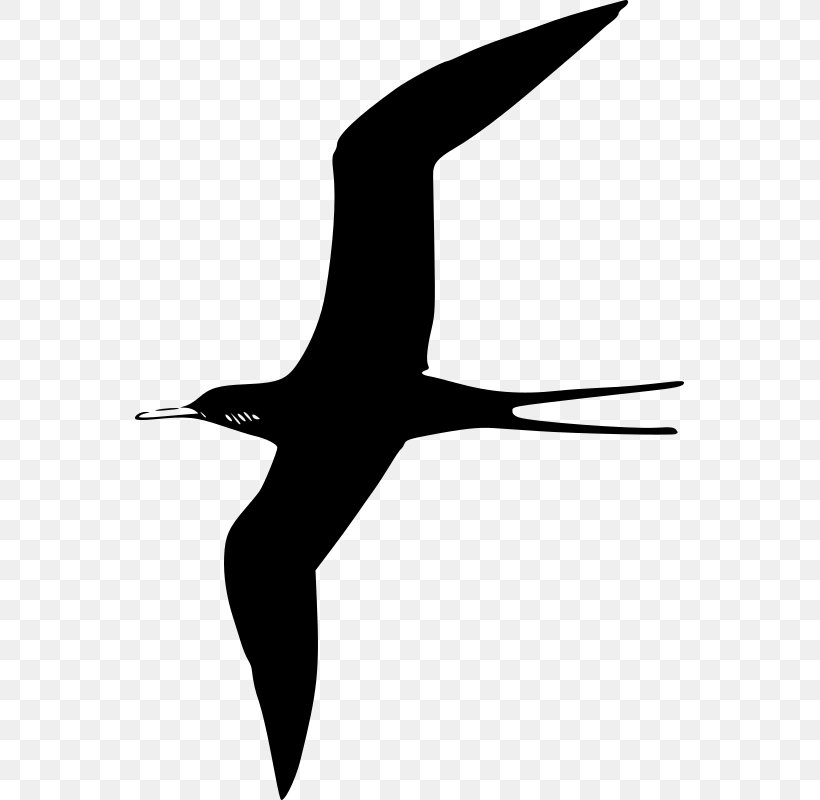 Frigatebird Clip Art, PNG, 549x800px, Bird, Beak, Black And White, Charadriiformes, Fauna Download Free