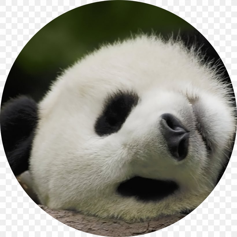 Giant Panda Bear Baby Pandas Desktop Wallpaper 1080p, PNG, 2193x2194px, Giant Panda, Baby Pandas, Bear, Carnivoran, Computer Download Free