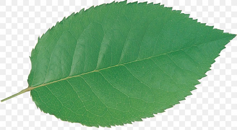 Plant Green Leaf, PNG, 1280x704px, Plant, Green, Leaf Download Free