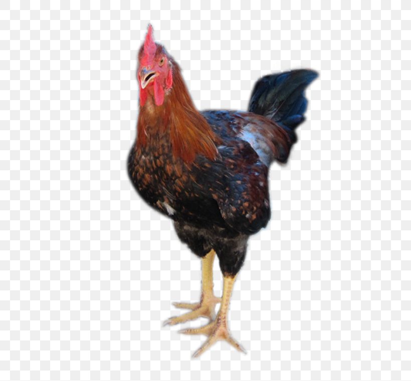 Rooster Japfa Comfeed Vietnam Co. Broiler Gà Ta Lai Food, PNG, 490x761px, Rooster, Beak, Bird, Breed, Broiler Download Free