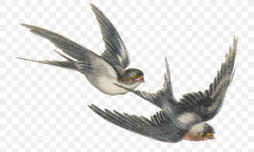 Bird Swallow, PNG, 1001x600px, Bird, Animal, Antique, Art, Beak Download Free