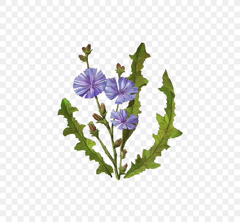 Chicory Coffee Plants Baby Food, PNG, 472x760px, Watercolor, Cartoon, Flower, Frame, Heart Download Free