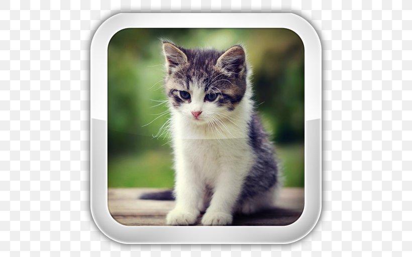Kitten American Bobtail Cat Food Japanese Bobtail Pet, PNG, 512x512px, Kitten, Aegean Cat, American Bobtail, Animal Shelter, Big Cat Download Free