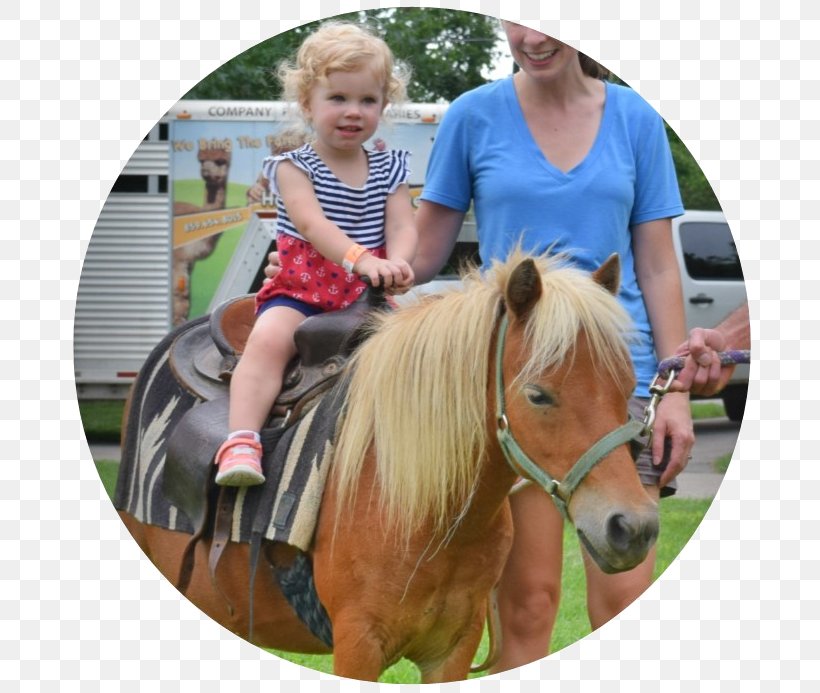Mane Pony Ride Halter Mustang, PNG, 694x693px, Mane, Bridle, Child, Halter, Hero Image Download Free