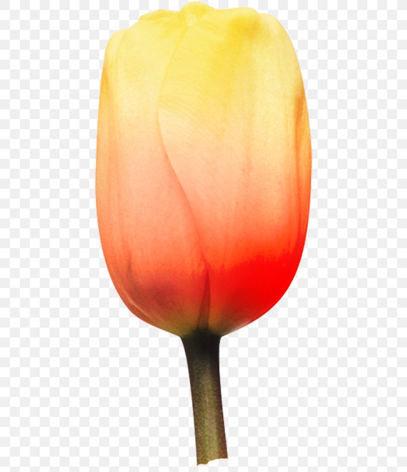 Tulip Petal Flower Blog, PNG, 440x951px, Tulip, Biscuits, Blog, Cascading Style Sheets, Flower Download Free