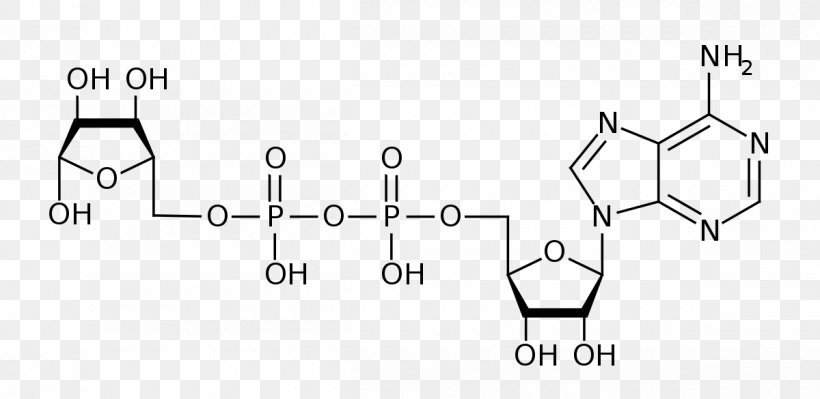 Adenosine Diphosphate Ribose Adenosine Triphosphate, PNG, 1200x585px, Adenosine Diphosphate, Adenosine, Adenosine Diphosphate Ribose, Adenosine Monophosphate, Adenosine Triphosphate Download Free