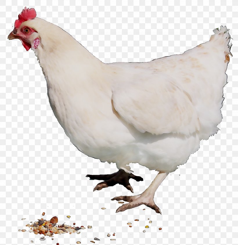 Chicken Rooster Cairo Poultry Disease, PNG, 2542x2617px, Chicken, Agriculture, Bauernhof, Beak, Bird Download Free