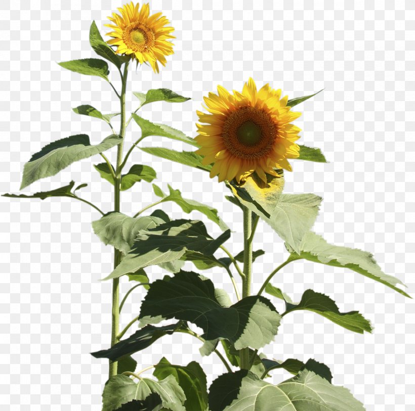 Four Cut Sunflowers Two Cut Sunflowers Common Sunflower Daisy Family, PNG, 1200x1191px, Four Cut Sunflowers, Annual Plant, Asterales, Chrysanthemum, Common Sunflower Download Free