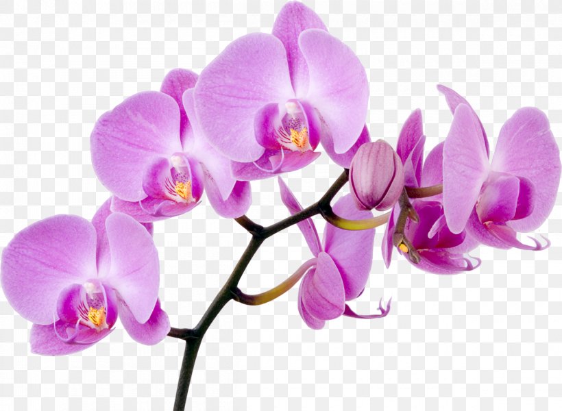 Moth Orchids Flower Singapore Orchid, PNG, 1200x879px, Orchids, American Orchid Society, Boat Orchid, Cattleya Orchids, Cut Flowers Download Free