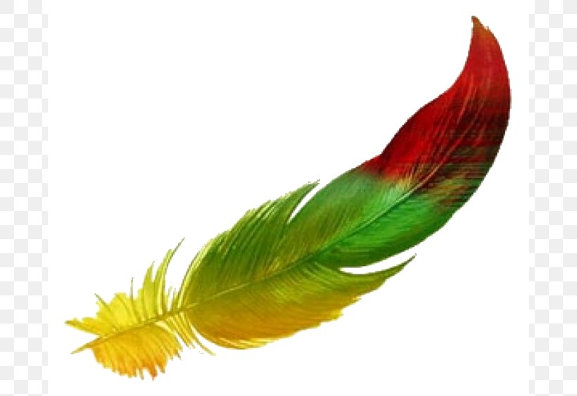 The Floating Feather Drawing Watercolor Painting Clip Art, PNG, 684x563px, Feather, Beak, Bird Collections, Drawing, Floating Feather Download Free